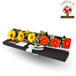 CAJA PREMIUM GERBERAS